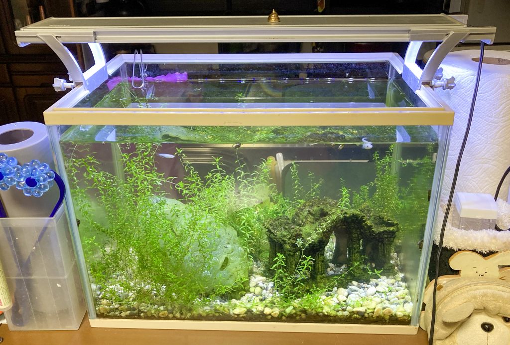 我が家の生き物ベスト3 サンコー印刷株式会社 岡山県総社市の印刷 ホームページ制作